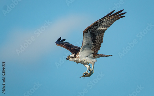 An Osprey with a catch of fish