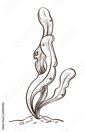 Seaweed underwater plant leaves or bush in sand isolated sketch