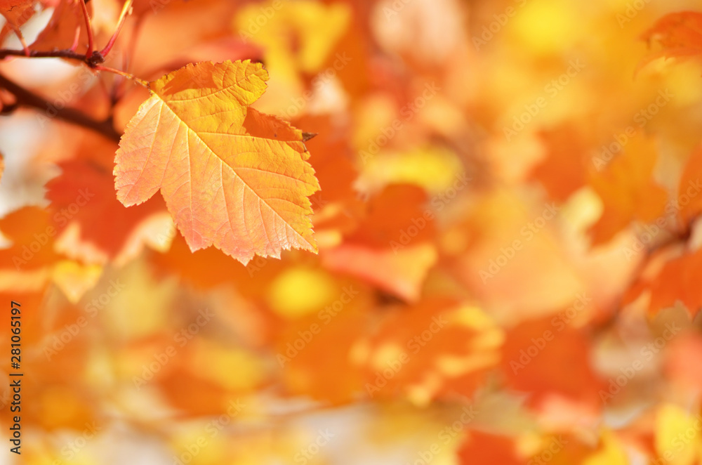 Obraz premium Autumn leaves on the sun. Fall blurred background. - Image