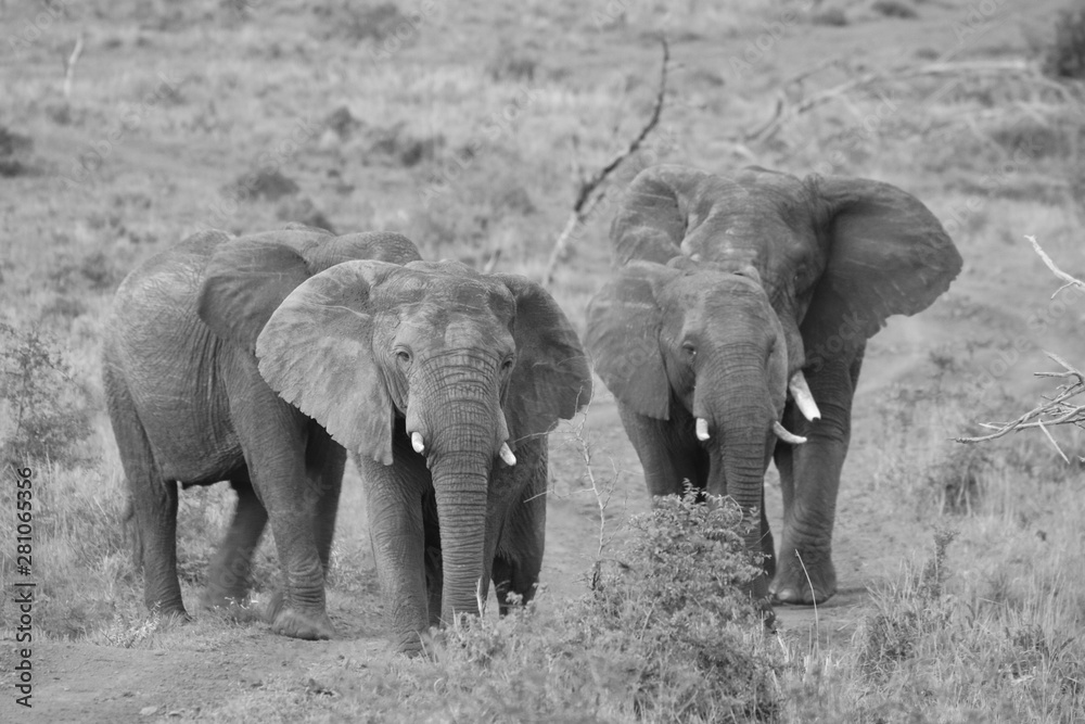 Black and white Elephants
