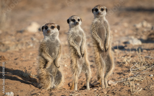 Three Meerkat on Guard