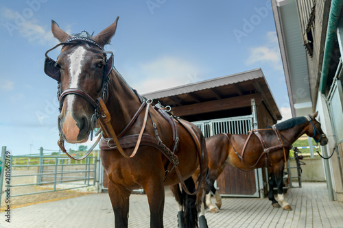 Foto Two horses (Saxon - Thuringian Heavy Warm blood) stand in front of their boxes in the yard
