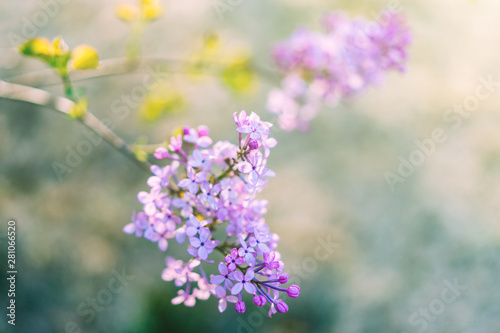 A lilac blooms in spring