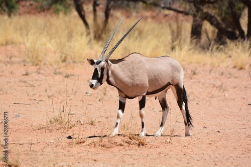 Quadro su tela The East African oryx (Oryx beisa), also known as the beisa is a species of antelope from East Africa