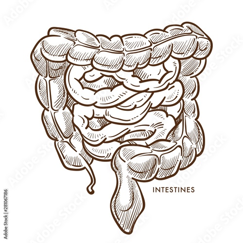 Intestines digestive system isolated sketch internal organs