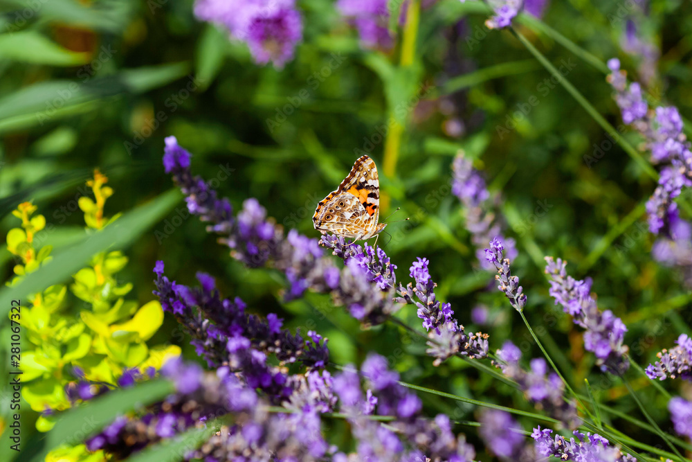 summer butterfly on a lavender flower summer butterfly on a lavender flower