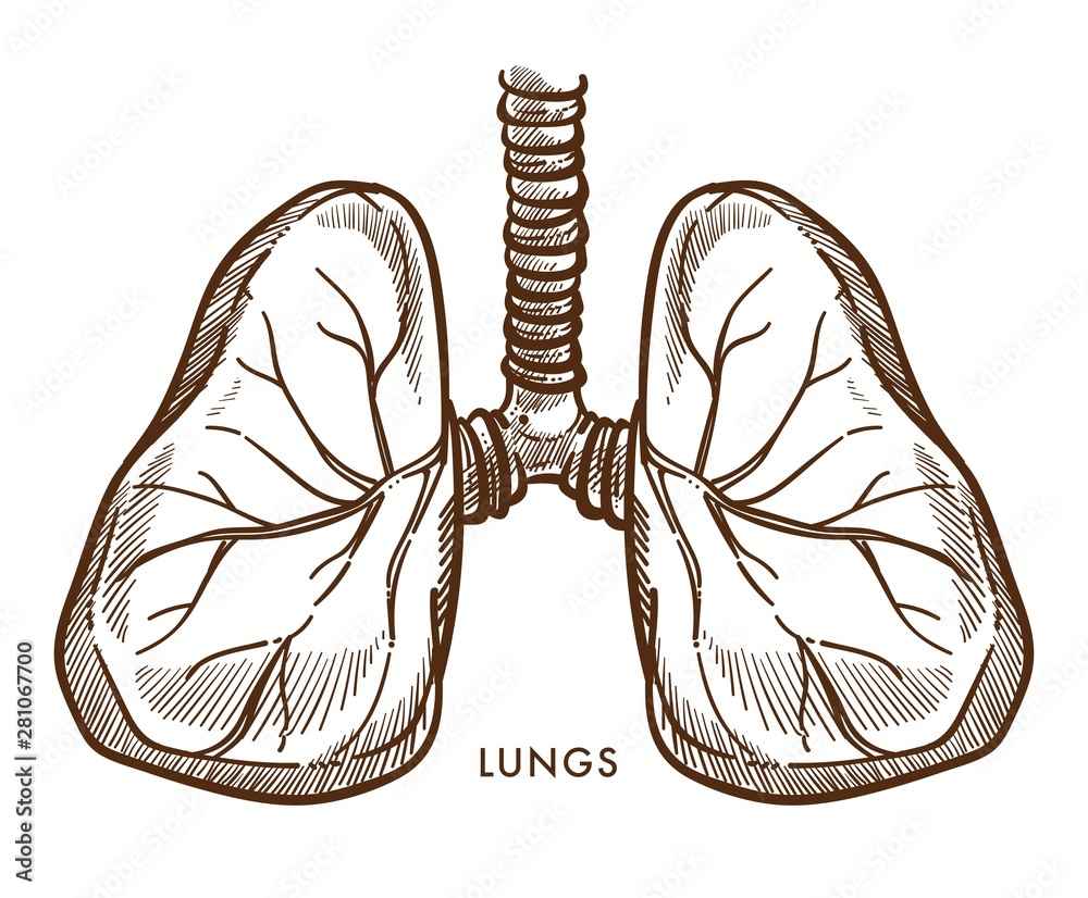 Respiratory system diagram Black and White Stock Photos & Images - Alamy