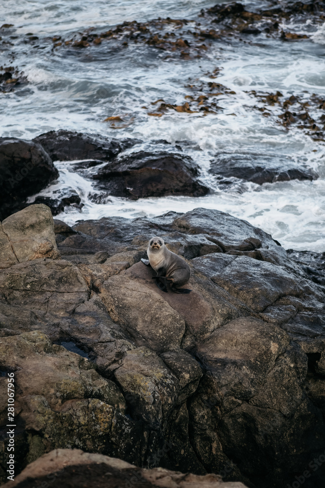 Naklejka premium Seal at Katiki