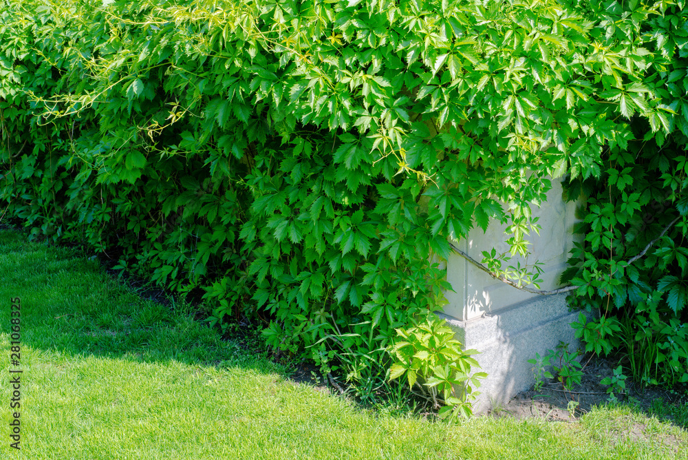The wall consists of a green hedge. Green hedge of the tui tree. Nature, background. The wall consists of a green hedge. Green hedge of the tui tree. Nature, background.