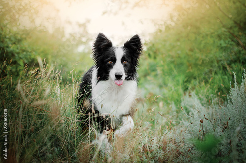 border collie dog shows tongue walk in the spring forest greens summer © Kate