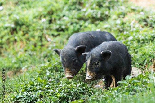 Two black domestic piglets with green grass on background