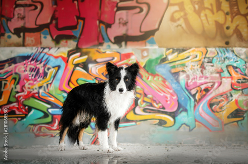 border collie dog cool portrait on the background of a graffiti dog in the rain bright walls