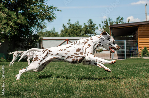 Dalmatian dog fun playing on the green lawn