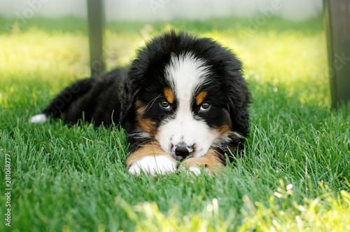 Obraz na plátne bernese mountain dog cute puppy summer portrait