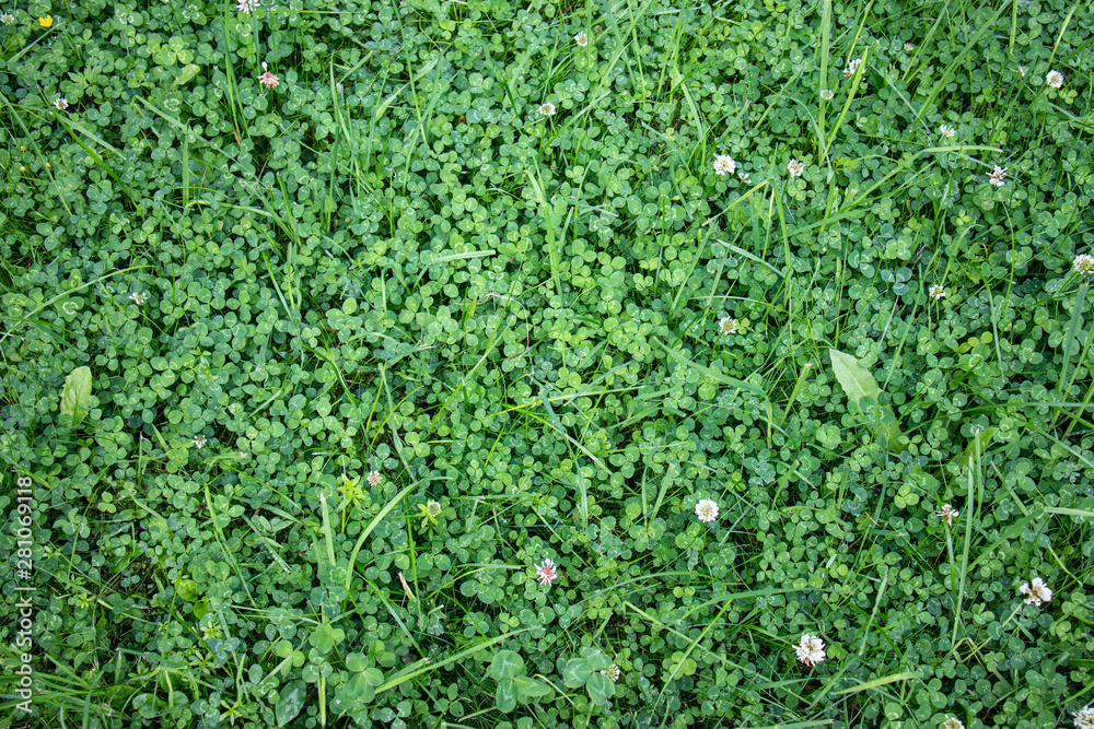 green grass and clover carpet