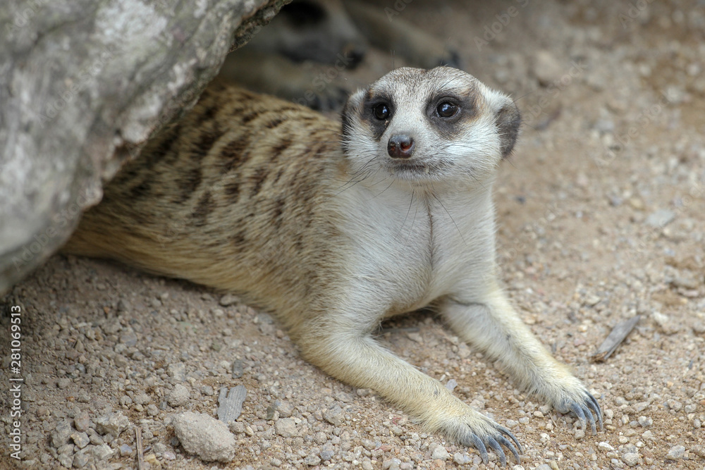 Fototapeta premium The Suricata suricatta or meerkat sleep in cave