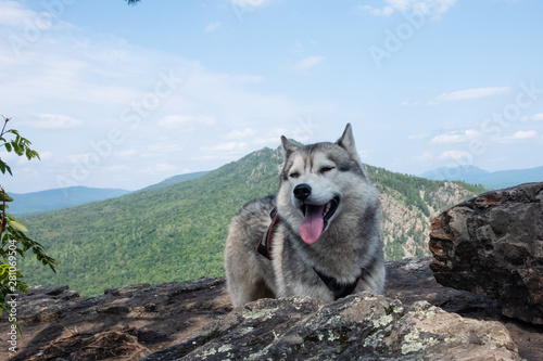 Husky breed dog on top of the mountain. Traveling With Huskies