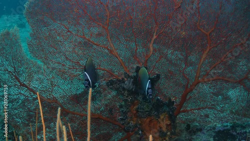 Redtail Butterflyfish, Chaetodon collare photo