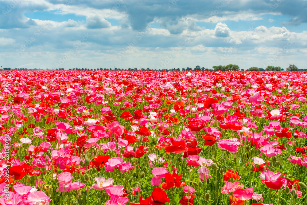 Colorful nature background, poppy fields with white, pink and red poppy flowers Colorful nature background, poppy fields with white, pink and red poppy flowers
