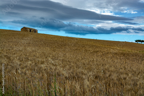 Fields with ripe sicilian durum pasta wheat on sunset © barmalini