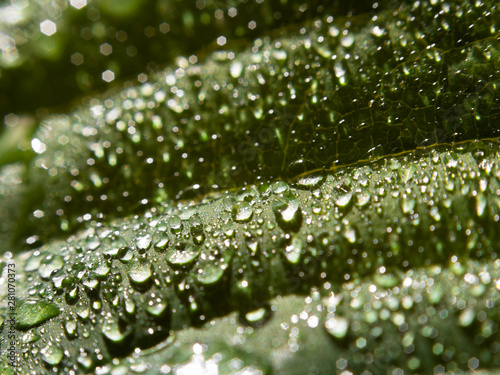 Selective focus, macro shot of rain drops at the surface of cherimoya leaf. Natural background.