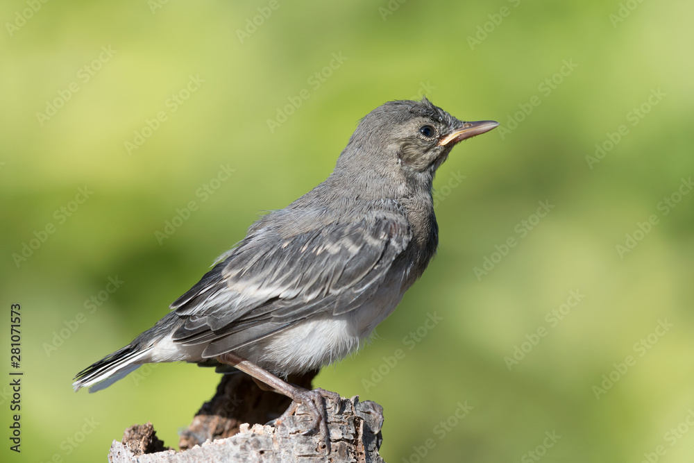 Wonderful portrait of White wagtail (Motacilla alba) Wonderful portrait of White wagtail (Motacilla alba)