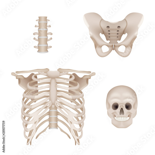 Human skeleton. Skull and bones anatomy for doctors medical realistic vector pictures. Illustration of skeleton anatomy, skull and bone
