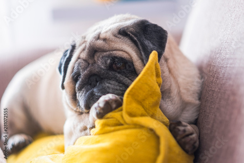 Lazy beautiful old puppy dog pug rest at home on the sofa - best friend forever dog concept photo