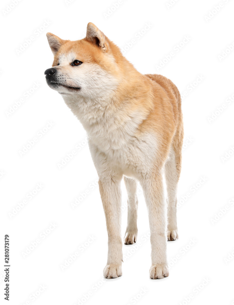 Cute Akita Inu dog isolated on white