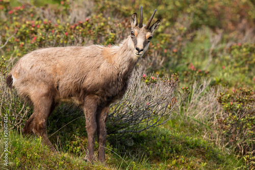 Gämse in den Bergen