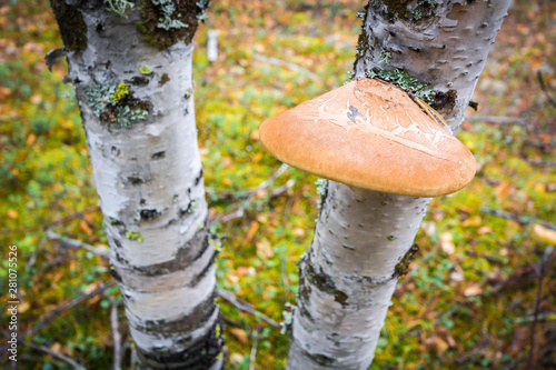 Young chaga mushroom for brewing tea grows on birch in the forest.