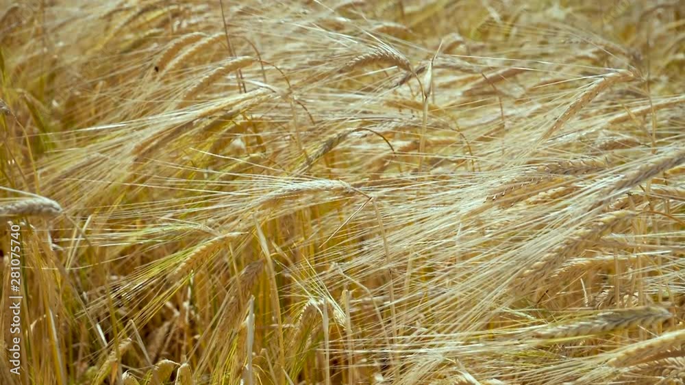 Rye spikelets in a field in summer Rye spikelets in a field in summer