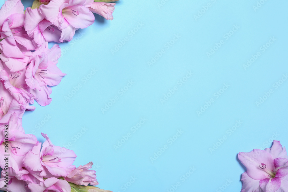 Flat lay composition with beautiful gladiolus flowers on blue background. Space for text