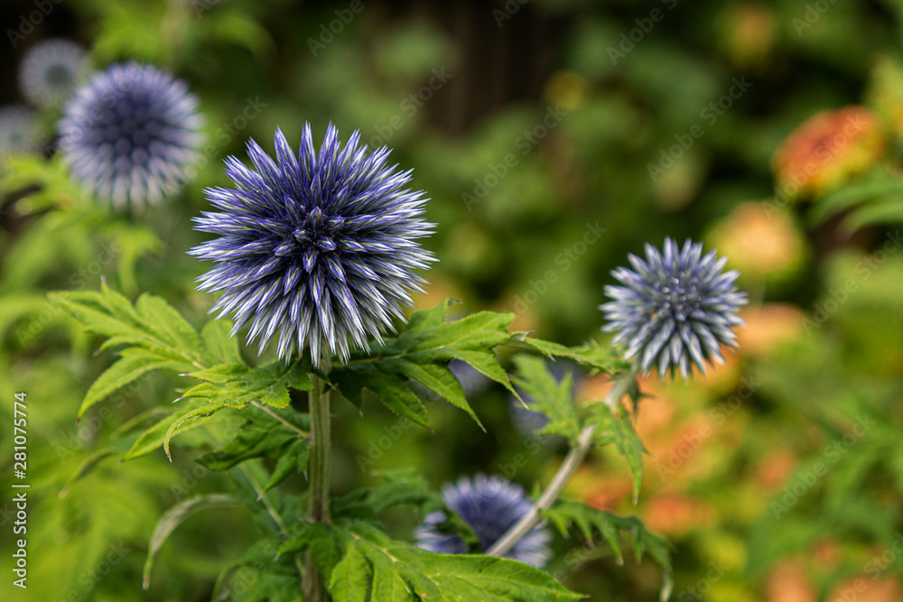 kugeldistel kugeldistel
