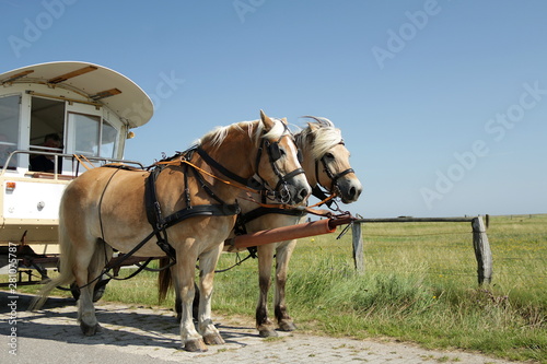 Kutsche mit 2 Pferden auf Hallig Hooge
