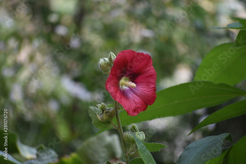 red flower in the garden