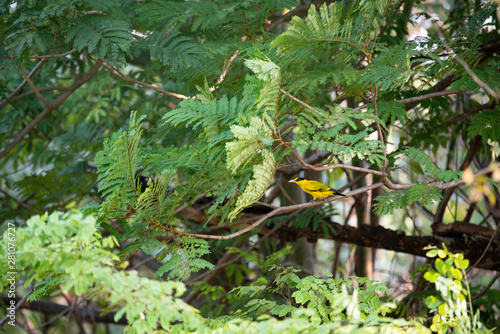 Black - naped oriole photo