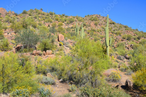 The saguaro is an arborescent (tree-like) cactus species in the monotypic genus Carnegiea,. It is native to the Sonoran Desert (Saguaro National Park) in the U.S. state of Arizona. photo