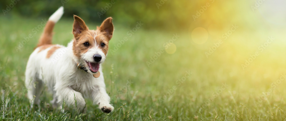 Fototapeta Szczęśliwy aktywny dźwigarki Russel zwierzęcia domowego psa szczeniaka bieg w trawie w lecie, sieć sztandar z kopii przestrzenią