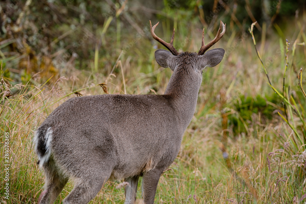 Venado Cola Blanca en el Paramo Nacional de Chingaza en Cundinamarca Venado Cola Blanca en el Paramo Nacional de Chingaza en Cundinamarca