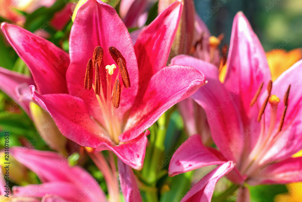 Red lily flower close-up. Blooming pistil and stamen close-up. Red lily flower close-up. Blooming pistil and stamen close-up.