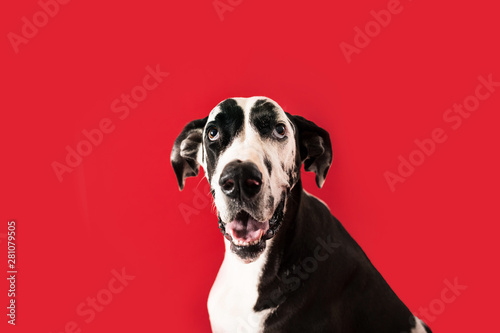 Beautiful Great Dane Dog Isolated on Colored Background