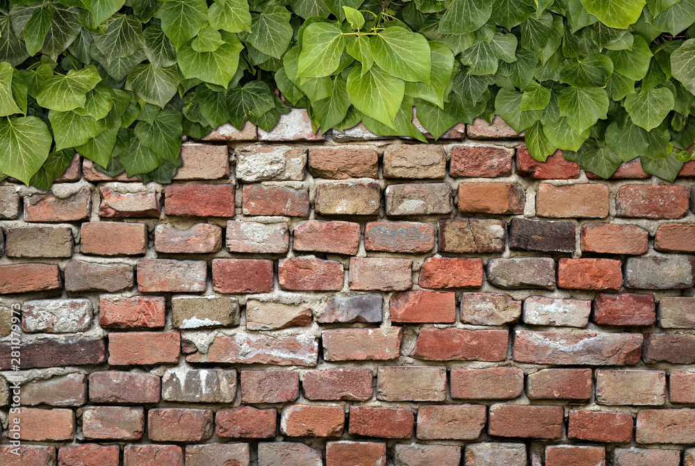 Old Texture brick wall, background, detailed pattern covered in ivy Old Texture brick wall, background, detailed pattern covered in ivy