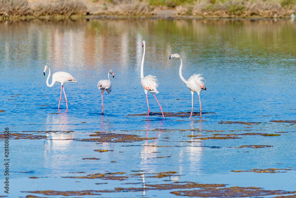 Flamingos eating in the lagoon