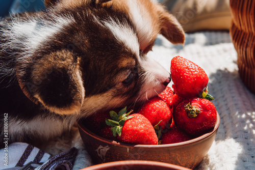 Photography cute puppies eating strawberries together from bowl during picnic at sunny day