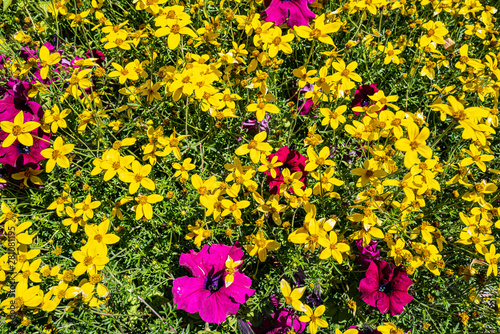 fleurs jaunes et mauves photo