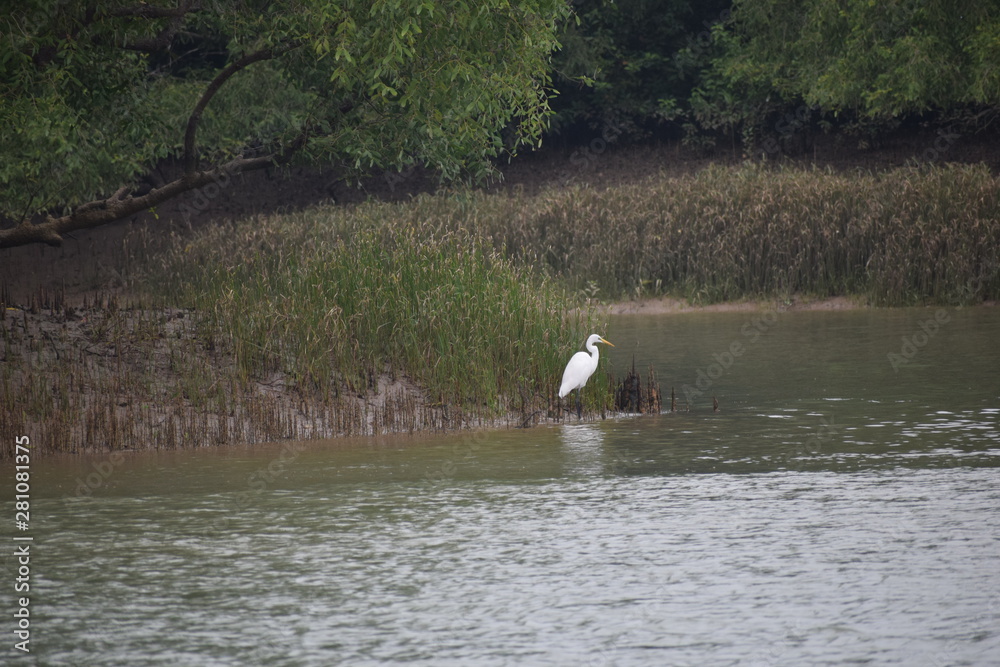 White stroke, mangrooves, Bhitarkanika National Park, Odisha, India