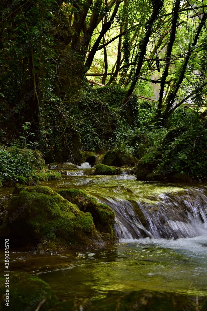 stream in the forest stream in the forest