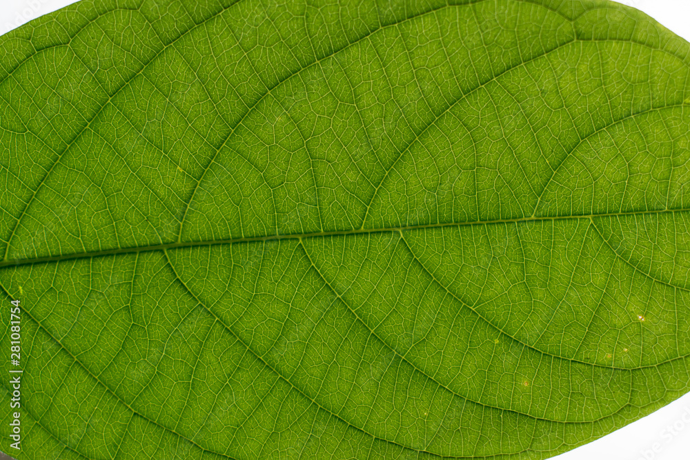 The form of leaves of green leaves The form of leaves of green leaves