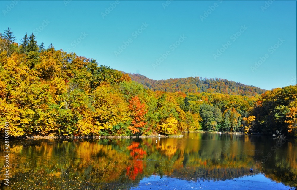 yellowish trees reflected in the water of the lake yellowish trees reflected in the water of the lake